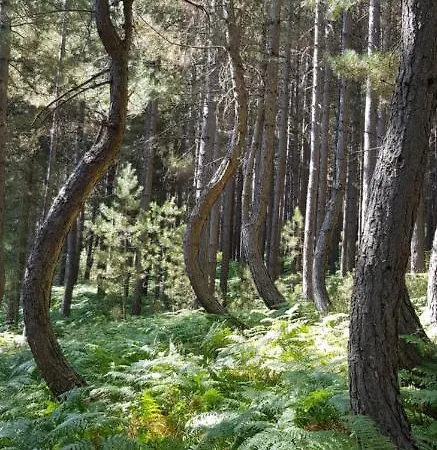 Baita Tra I Pini A Camigliatello *