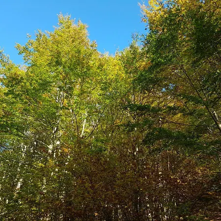 Baita Tra I Pini A Camigliatello Alpesi faház
